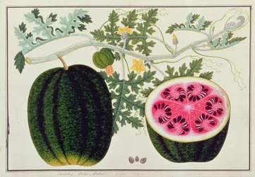 Mindikay or Water Melon, from Drawings of Plants from Malacca, c.1805-18